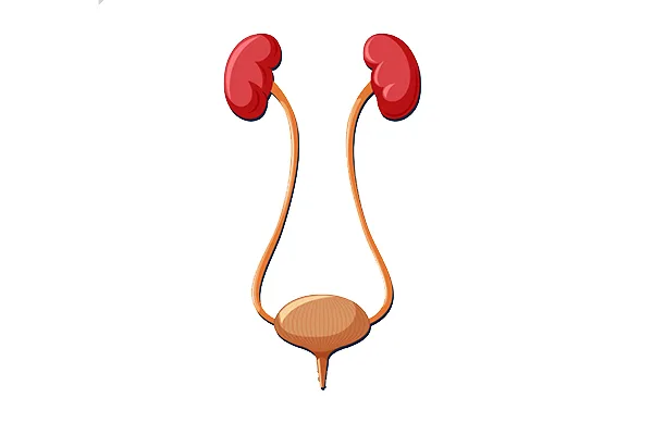 Diagram of the kidneys, ureters and bladder, the urinary tract affected in neurogenic bladder
