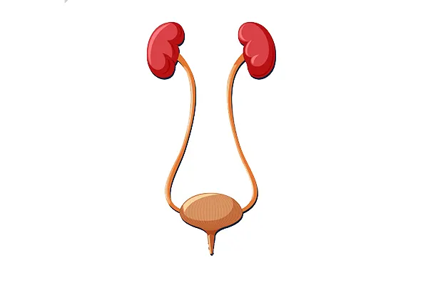 Diagram of the kidneys, ureters and bladder, the urinary tract affected in neurogenic bladder